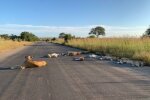 Леви на карантині, фото Twitter Kruger National Park