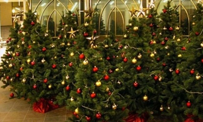 Де в Україні купити ялинку не у браконьєра