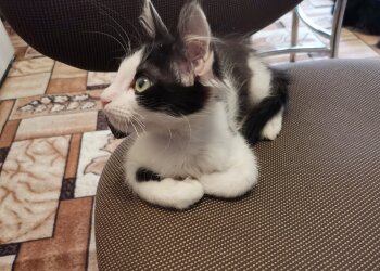 Кошка, скриншот