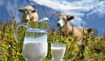 Домашнее молоко станет элитным продуктом