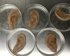 Ученые выращивают человеческие уши с яблок