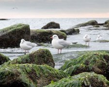 Шторм в Одесі виніс на поверхню морські водорості (фото)