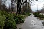 Брошенные елки в Одессе, скриншот: YouTube