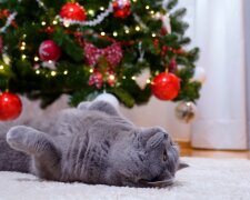 Котик, фото: Знай.ua