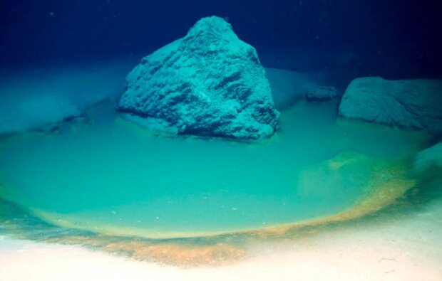 Подводные бассейны буквально маринуют животных заживо: скрин с видео
