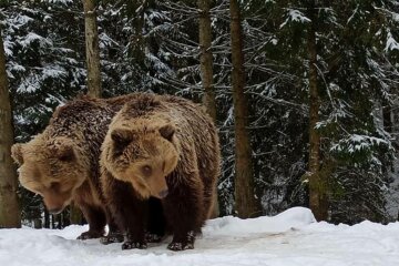 Медведи, фото, Олег Вишневый