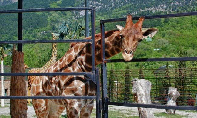 "Сказка" закончилась: Аксенов закроет ялтинский зоопарк