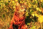 Осінній котяра, фото з відкритих джерел