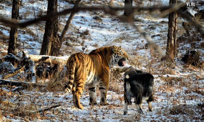 Любвеобильный тигр устроил трэш в зоопарке: изнасиловал козла, а потом закусил им