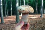 Грибники, фото: кадр з відео