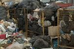 Тернополяни влаштували свинарник під вікнами і радіють, як діти