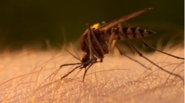 Ученые показали всем, где зимуют комары