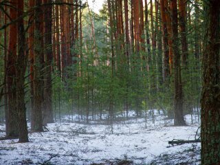 Фото: заповідник ЧАЕС