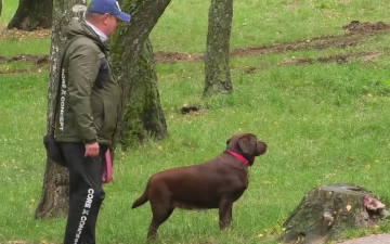 Вигул собаки. Фото: скрін youtube