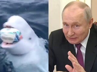 Владимир путин и белуга, кадры из видео