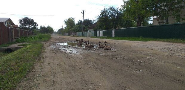 Во Франковске яма на дороге превратилась в "озеро" – водоем облюбовали лебеди