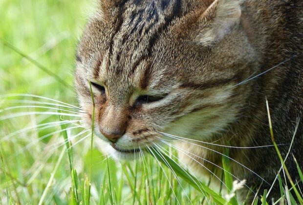 Кот ест траву, фото polit