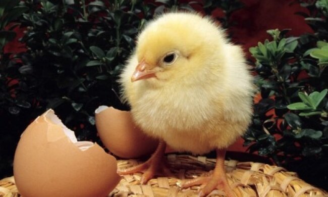 Студенти-біологи виростили курча в пластиковому стаканчику