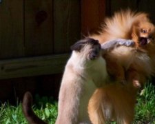 Домашні улюбленці здатні негативно впливати на господаря