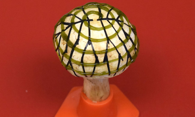 Лекарство от слабоумия нашли в полуживотных-полурастениях: главное - не отравиться