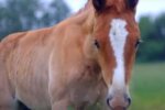 Под Днепром девушке вернули похищенного коня, - "Три дня без еды и воды"