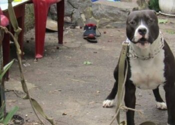 Собака. Фото: Telegram