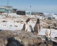 Станция Академик Вернадского, фото: скриншот из видео