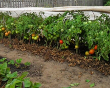 Помідори, город, фото з вільних джерел