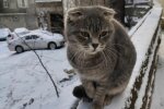 Кошечка, скриншот: YouTube