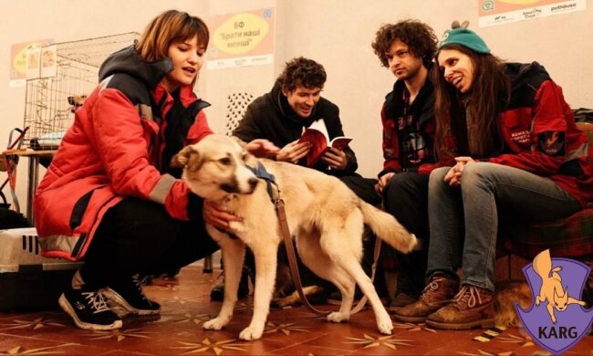 Собака / фото: Kyiv Animal Rescue Group