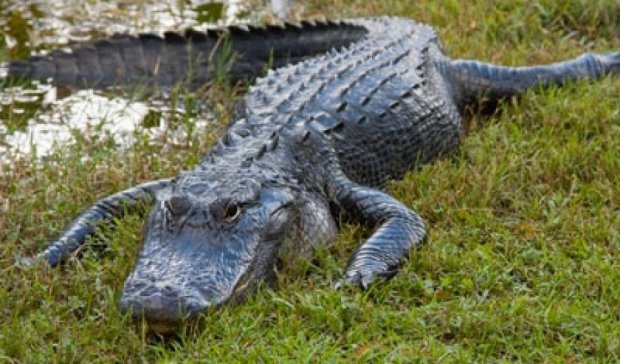  Флоридский крокодилр поймал и сожрал грабителя