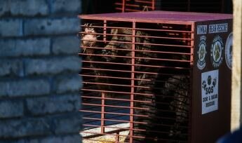 Два ведмеді із Запоріжжя переїдуть до Румунії, фото: 061