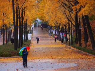 Осінь, фото: kurs.com.ua