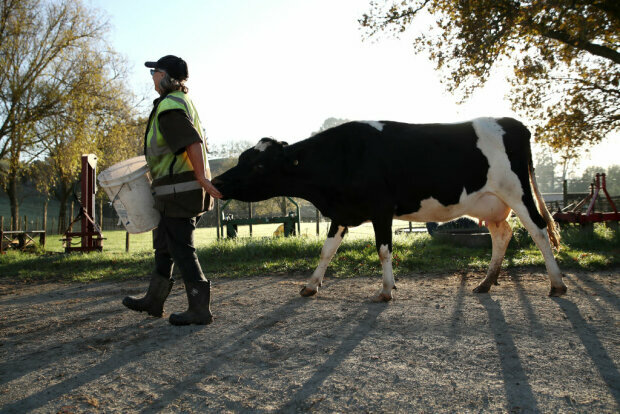 У тернополян з-під носа увели корову, шукали всім світом: 18 тисяч поїхали!