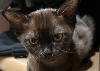 Бурманская кошка, фото из соцсетей