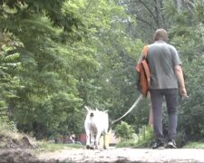 Прогулянка з собакою: фото скрін Ютуб