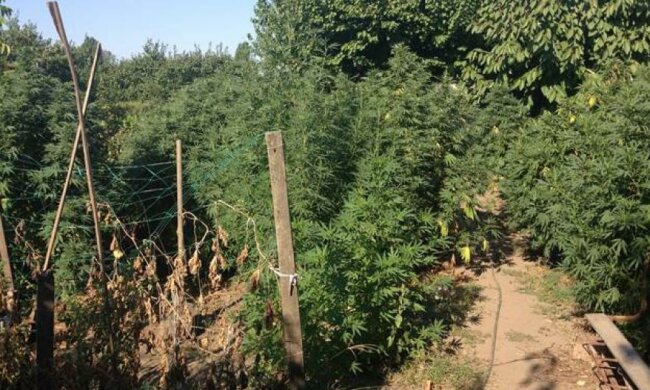 На Запоріжжі виявили плантації елітної коноплі (відео)