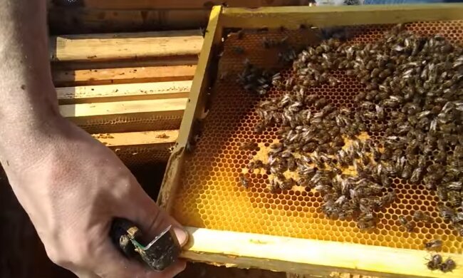 Бджоли, скріншот з відео