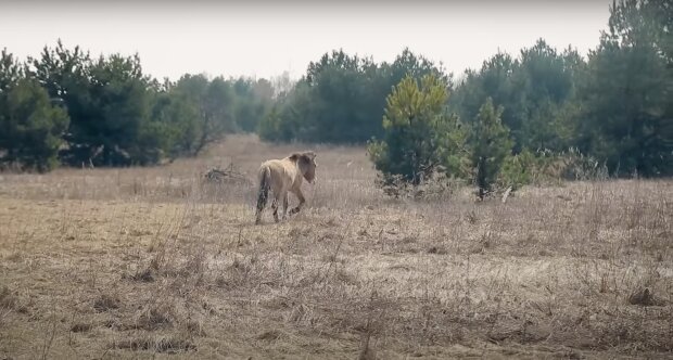 Чорнобиль, фото: скріншот з відео