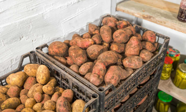 Картопля, зображення з вільних джерел