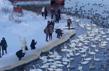 Украинцы, лебеди, кадр из видео