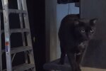 Коти на роботі, кадр з відео