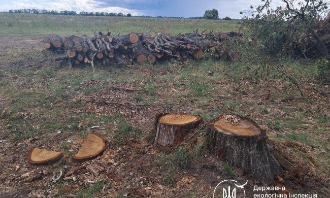 незаконная вырубка леса