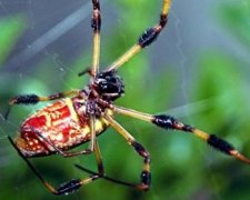 Здібності павуків зроблять прорив у медицині