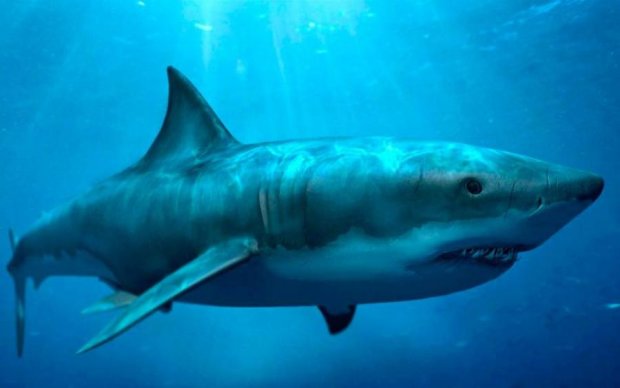 Запекла сутичка акули і тарпона потрапила на відео: дивовижні кадри