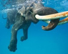 Утопающий слон поднял на ноги флот Шри-Ланки