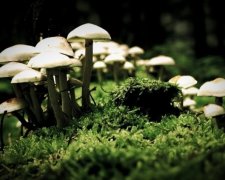 Галюциногенні гриби зцілюють від невиліковної депресії