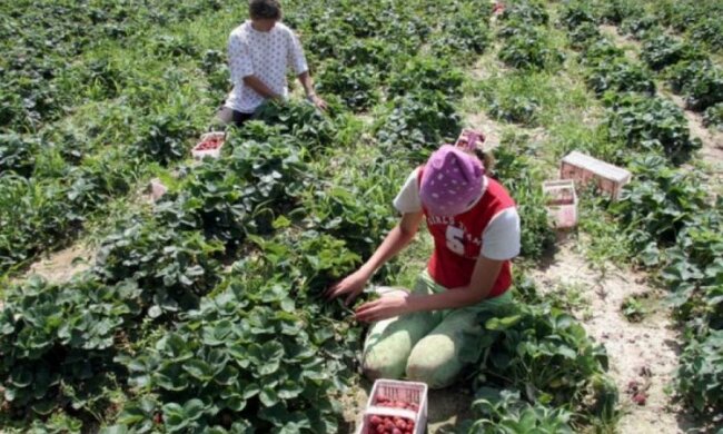 Ад за 600 евро: как украинских заробитчан унижают в Польше