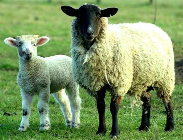 Генетики смогут выбирать цвет шерсти овец