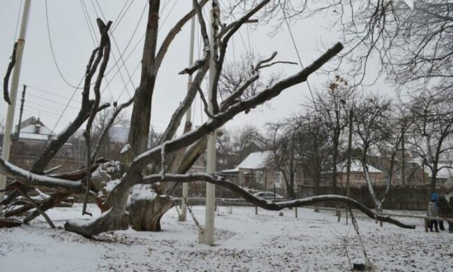Запорожці рятують 700-річний дуб (фото)